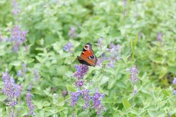 Schmetterling Tagpfauenauge auf Katzenminze