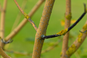 Wintergold Schlangenhautahorn Acer Rufinerve