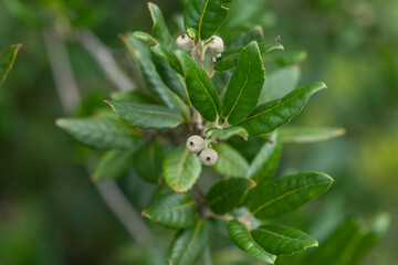 Steineiche Quercus Ilex