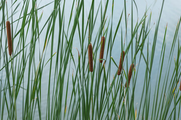 Schilfrohr am Wasser