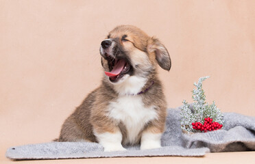 corgi puppy yawn studio shot