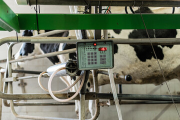 Dairy cow standing in a milking machine at a dairy farm. Dairy farm livestock industry.