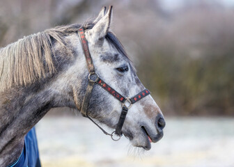 portrait of a horse