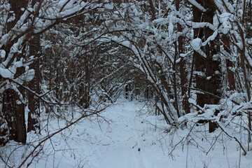 The amazing beauty of the winter snow- covered forest. A lonely forest path.