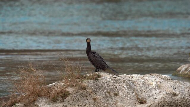 Close up shot of Black Water Turkey (Anhinga anhinga) standing on lake shore and watching area