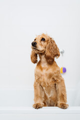 Cocker spaniel getting ready for a bath waiting with some foam on his hair in the bath tub