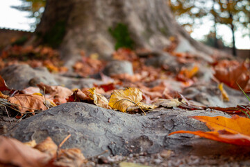 autumn leaves on the ground under a tree.