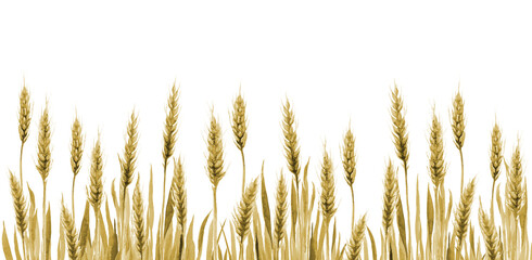 Wheat Field Grain Background. Cereal Agriculture plant Stem Watercolor illustration on white. © Anna