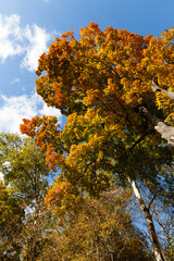 Fototapeta premium trees in a mixed forest during leaf fall