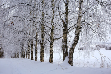 winter landscape trees covered with hoarfrost