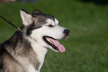 Alaskan Malamute headshot with tongue out