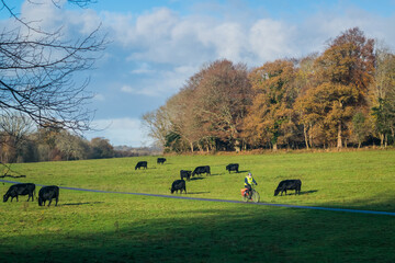 The cattle on the autumn grassland in Ireland
