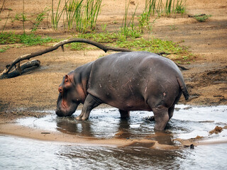 Hippo (Hippopotamus amphibius) beside water in Zimbabwe, Africa