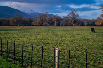 The cattle on the autumn grassland in Ireland