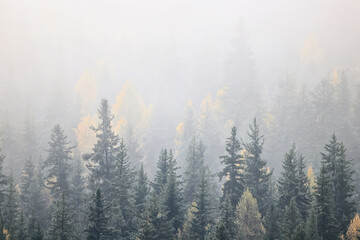 autumn fog landscape forest mountains, trees view mist