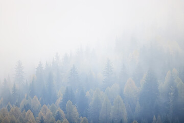 Fototapeta na wymiar autumn fog landscape forest mountains, trees view mist