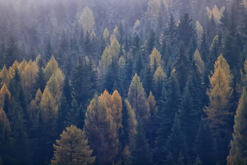 autumn fog landscape forest mountains, trees view mist