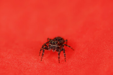 spider jumper macro, arachnophobia, beautiful jumping spider, poisonous spider