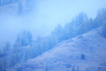 autumn fog landscape forest mountains, trees view mist