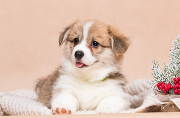 welsh corgi puppy showing tongue