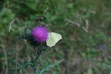 thistle and butterfly