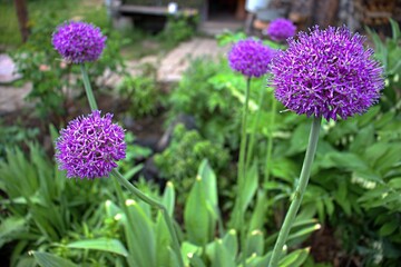Flora in the backyard. The bow is gigantic