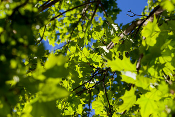 young green maple foliage in spring
