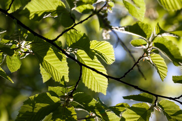 young green foliage on the crab in the spring season