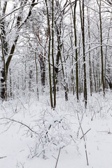 a park with different trees in the winter season