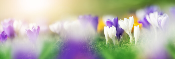 Closeup view of the spring flowers in the park. Crocus blossom on beautiful morning