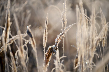 Fototapeta premium Dried flowers in a meadow in white hoarfrost. Magic photo of white hoarfrost on plants. soft selective focus. 