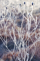 Dried flowers in a meadow in white hoarfrost. Magic photo of white hoarfrost on plants. soft selective focus.
