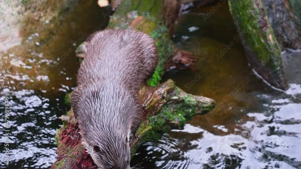 Poster close up of a otter on a wet forest log, on a cloudy day - static view - lutra