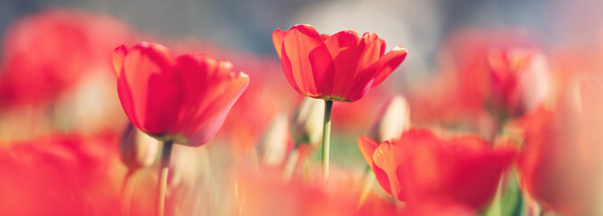 Red tulips and yellow jonquils in flowerbeds in the garden in . Beautiful flowers on sunny day on blue sky background