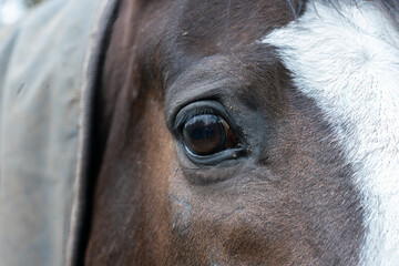 Close-up of the eye of a dark brown horse with a wide white stripe down the middle of the face
