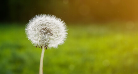 Fluffy dandelion on a green background close-up with copy space.