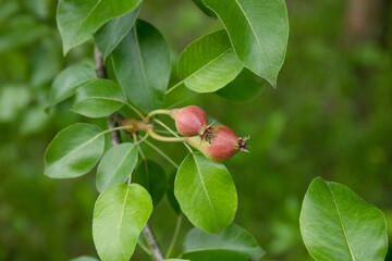 Two small pears growing on a tree branch in the garden.