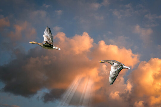 two geese flying through the sunset with sunbeams shing through the clouds