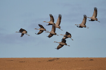 Kranichzug im Herbst an der Ostsee	