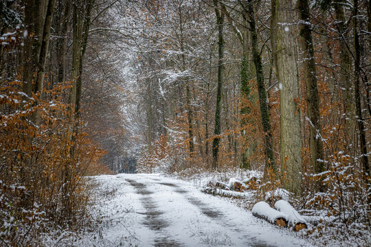 a muddy forst road covered with snow in the winter
