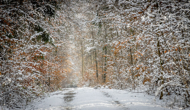 a dirt road running through a snow covered forest