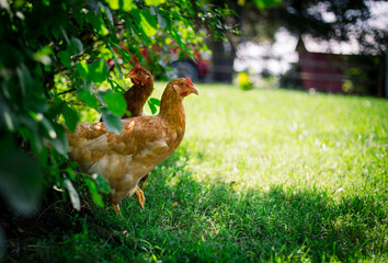 Two Red Hens With Green Foliage