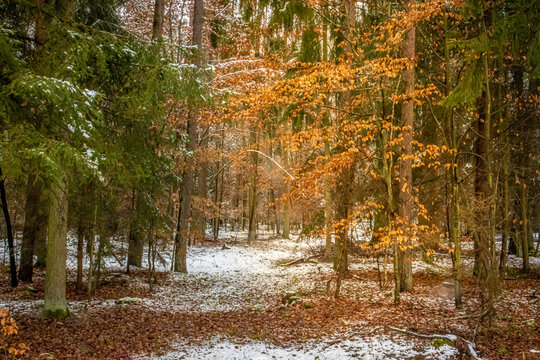snow covered forest with colored leaves