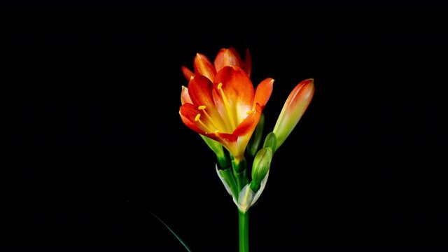 Clivia Yellow Red Flower Blooming in Time Lapse on a Black Background. Tender Lily Blooming in Timelapse