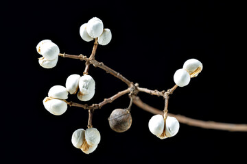 White seed of Chinese tallow tree (Triadica sebifera) in Japan in winter season