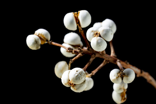 White seed of Chinese tallow tree (Triadica sebifera) in Japan in winter season