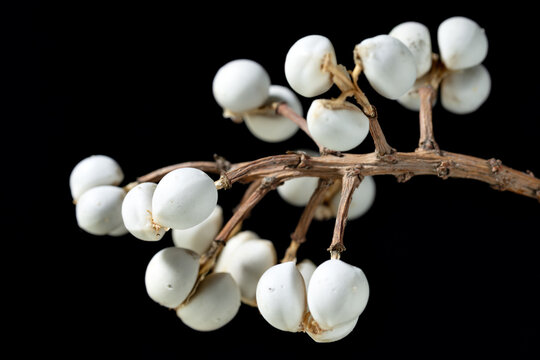 White seed of Chinese tallow tree (Triadica sebifera) in Japan in winter season
