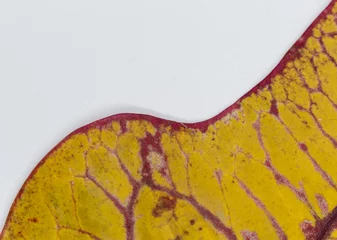Fototapeten croton leaf © Alla