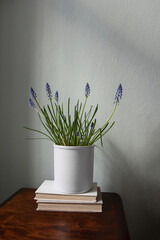 Spring floral still life. Blooming blue muscari plant in white flower pot. Vintage wooden bedside table, with old books. Elegant bedroom interior. Green wall background in sunlight. Vertical, nobody.