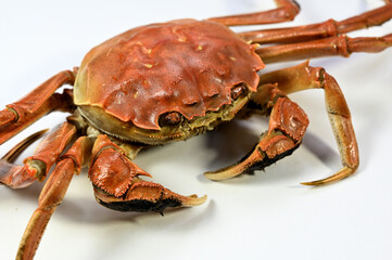 Yangcheng Lake hairy crabs in Suzhou, China